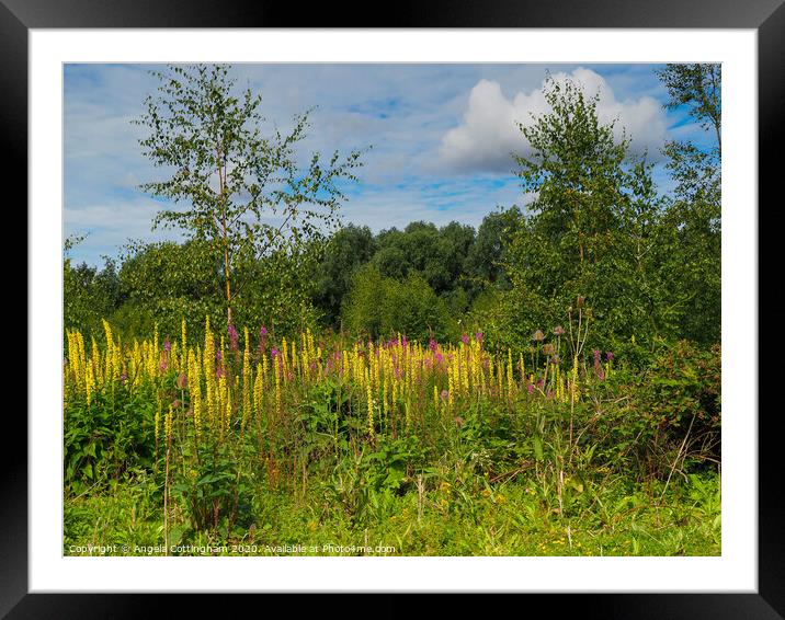 Wild Flowers at Barlow Common 2 Framed Mounted Print by Angela Cottingham