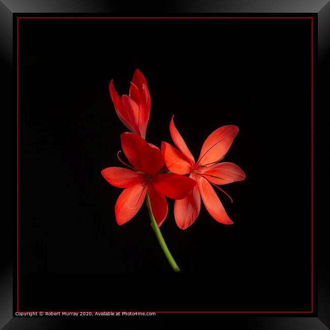  Kaffir Lily on Black Background Framed Print by Robert Murray