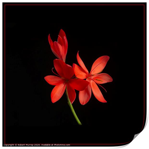  Kaffir Lily on Black Background Print by Robert Murray