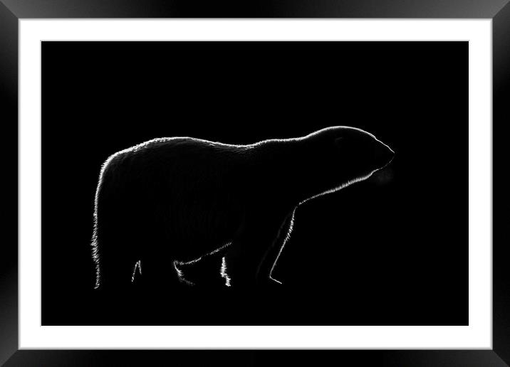 Polar Bear Framed Mounted Print by Arterra 