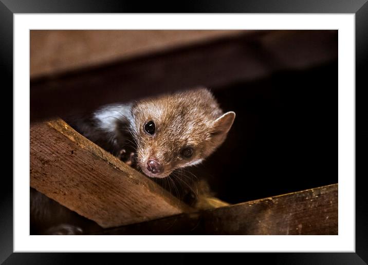 Beech Marten Framed Mounted Print by Arterra 