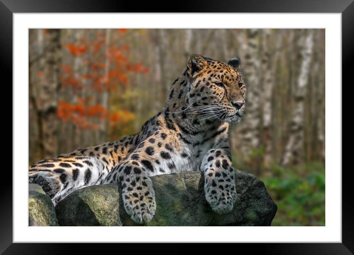 Amur Leopard Framed Mounted Print by Arterra 