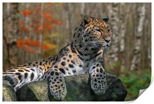 Amur Leopard Print by Arterra 