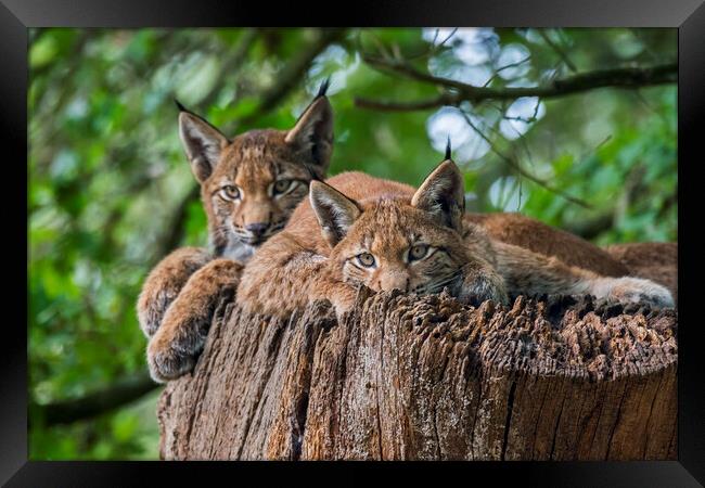 Two Young Lynxes Framed Print by Arterra 