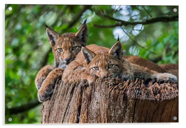 Two Young Lynxes Acrylic by Arterra 