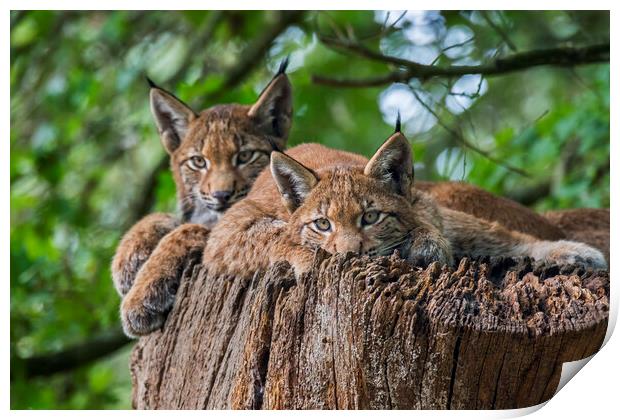 Two Young Lynxes Print by Arterra 