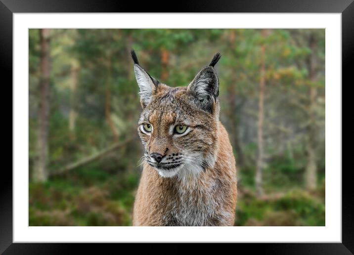 Lynx in Forest Framed Mounted Print by Arterra 