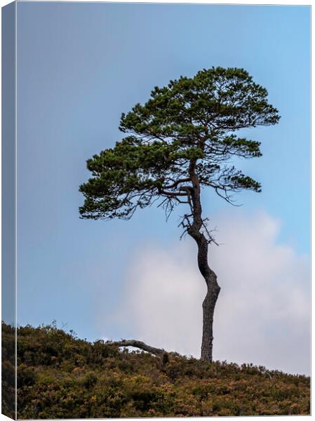 A Lone Tree Canvas Print by Alan Simpson