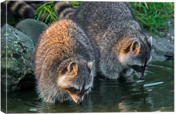 Two Raccoons Canvas Print by Arterra 