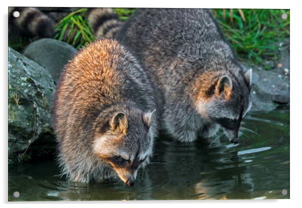 Two Raccoons Acrylic by Arterra 