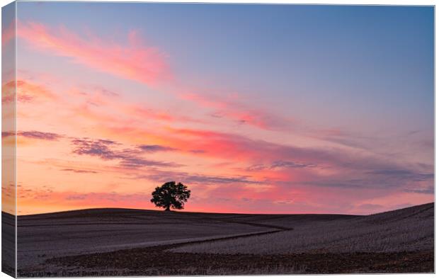 A sunset on One Tree Hill Canvas Print by David Dean
