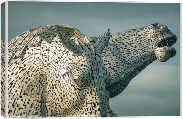 Up Close to The Kelpies Canvas Print by Peter Anthony Rollings