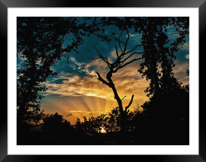 Dramatic sunset tree silhouette Framed Mounted Print by Jesus Martínez