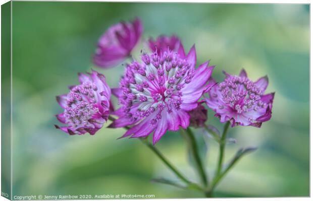 Astrantia Major Star of Beauty Closeup Canvas Print by Jenny Rainbow