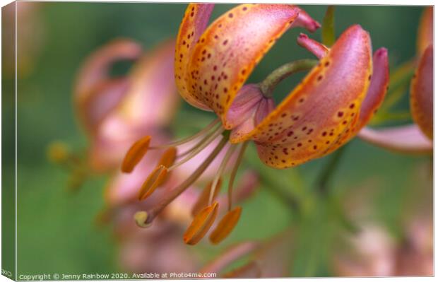 Martagon Lilium Fairy Morning 2 Canvas Print by Jenny Rainbow