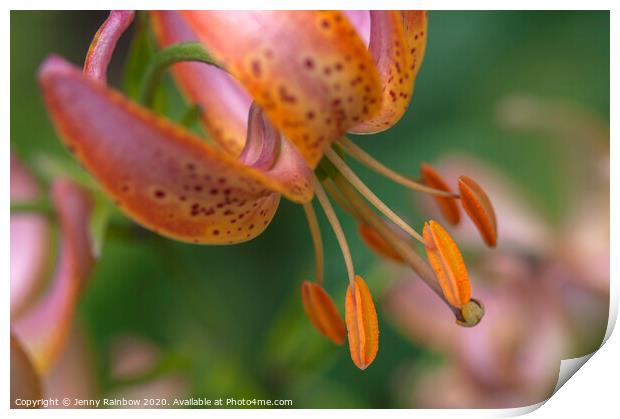 Martagon Lilium Fairy Morning 2 Print by Jenny Rainbow