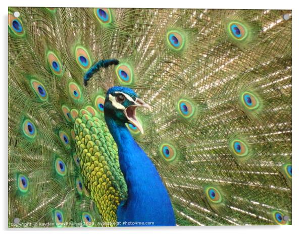 peacock, showing off  Acrylic by kayden woodthorpe