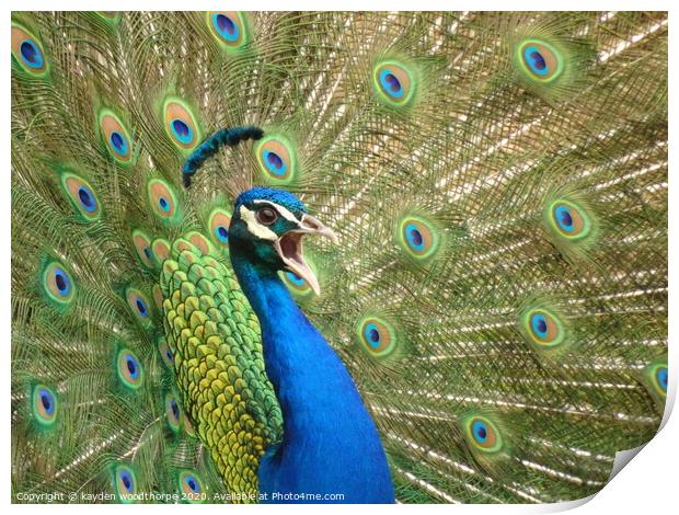 peacock, showing off  Print by kayden woodthorpe
