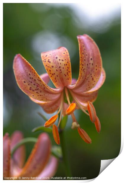 Martagon Lilium Fairy Morning 3 Print by Jenny Rainbow