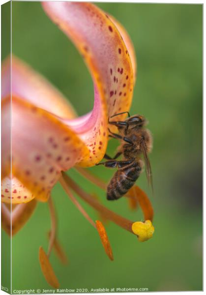 Martagon Lilium Fairy Morning  with Pollinating Bee Canvas Print by Jenny Rainbow