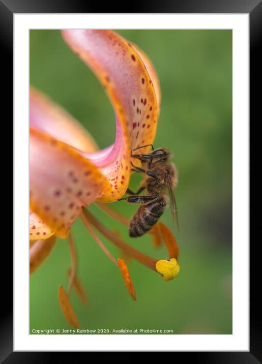 Martagon Lilium Fairy Morning  with Pollinating Bee Framed Mounted Print by Jenny Rainbow