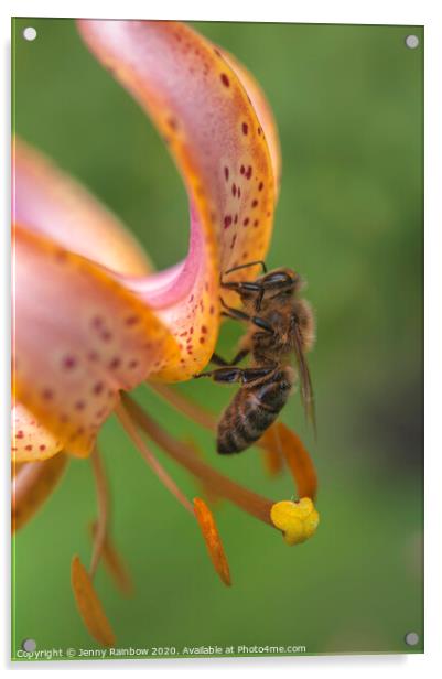 Martagon Lilium Fairy Morning  with Pollinating Bee Acrylic by Jenny Rainbow
