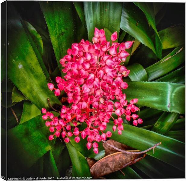 Nestled in the Leaves Canvas Print by Judy Hall-Folde