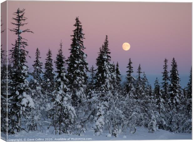 Winter Moonrise in Northern Finland Canvas Print by Dave Collins