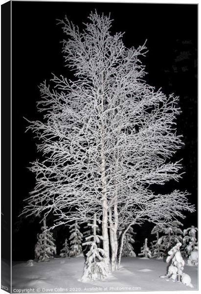 Snow covered Tree, Arctic Winter, Finland Canvas Print by Dave Collins