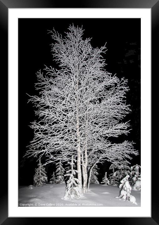 Snow covered Tree, Arctic Winter, Finland Framed Mounted Print by Dave Collins