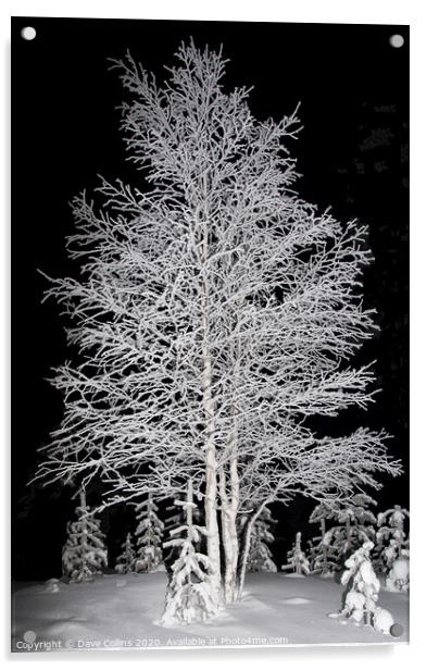 Snow covered Tree, Arctic Winter, Finland Acrylic by Dave Collins