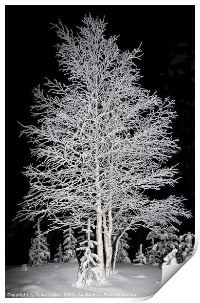 Snow covered Tree, Arctic Winter, Finland Print by Dave Collins