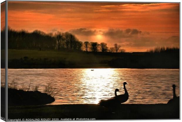 Geese in the sunset Canvas Print by ROS RIDLEY