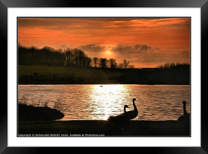 Geese in the sunset Framed Mounted Print by ROS RIDLEY