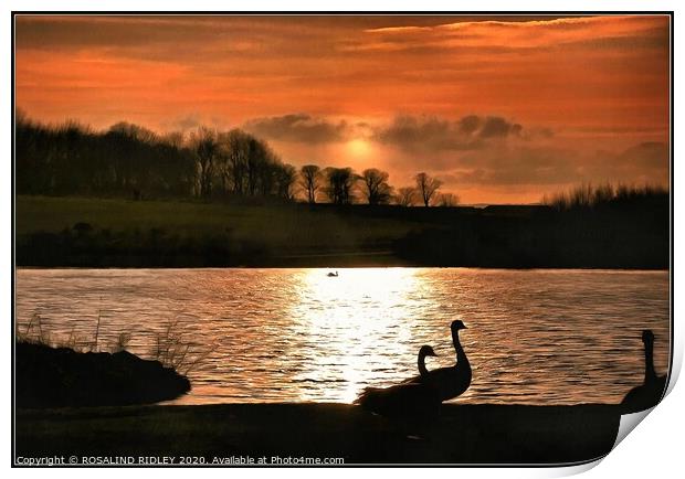 Geese in the sunset Print by ROS RIDLEY
