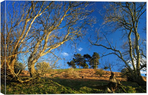 Colmers Hill Canvas Print by Darren Galpin