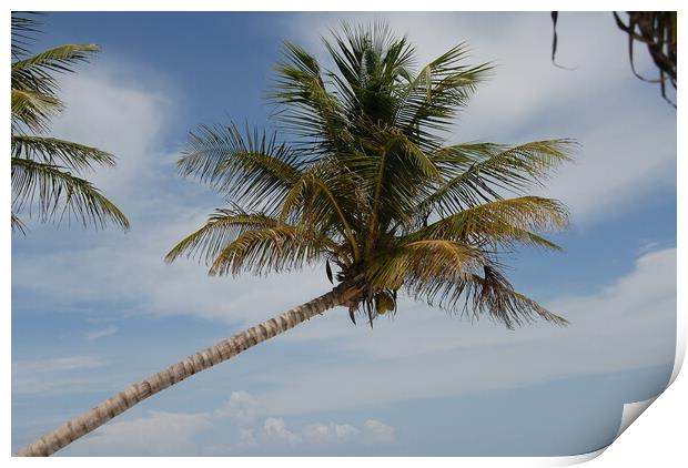 A beach with a palm tree Print by Alessandro Della Torre