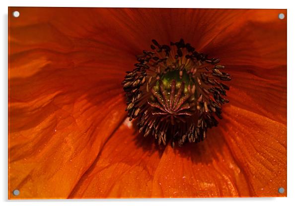 Orange poppy Acrylic by Roy Scrivener