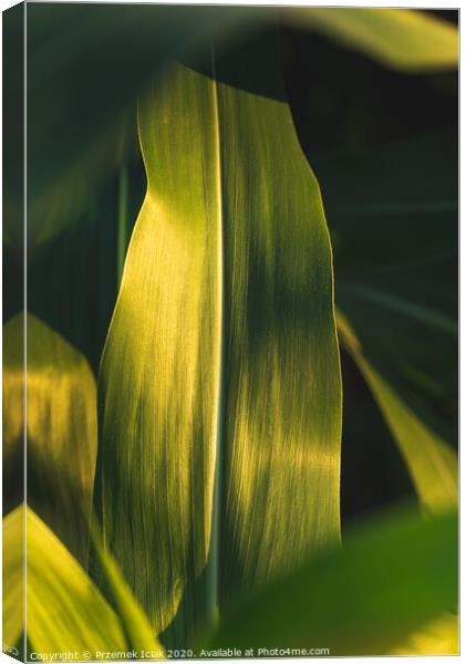 Green growing leaves of maize in a field. Canvas Print by Przemek Iciak