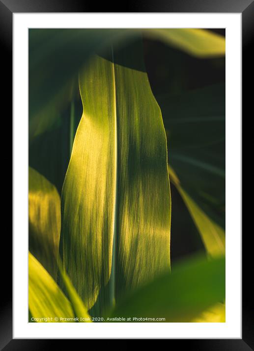 Green growing leaves of maize in a field. Framed Mounted Print by Przemek Iciak