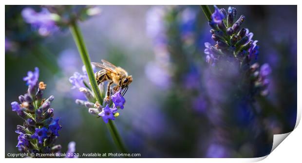 Close-up photo of a Honey Bee gathering nectar and spreading pollen on violet flovers of lavender. Print by Przemek Iciak