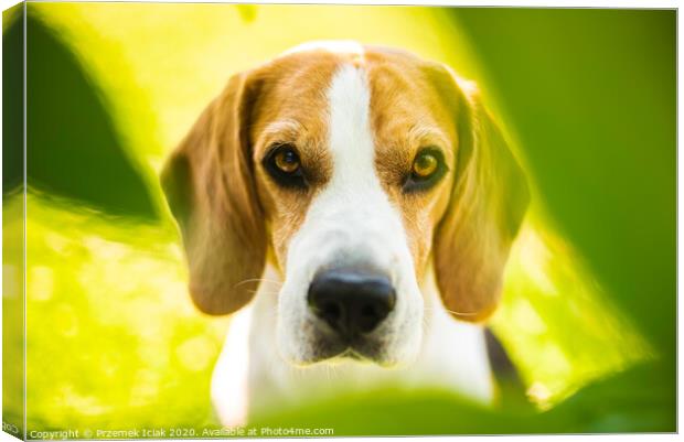 Portrait of Beagle dog between green leaves outdoors. Canvas Print by Przemek Iciak