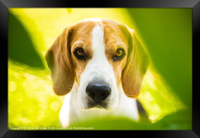Portrait of Beagle dog between green leaves outdoors. Framed Print by Przemek Iciak