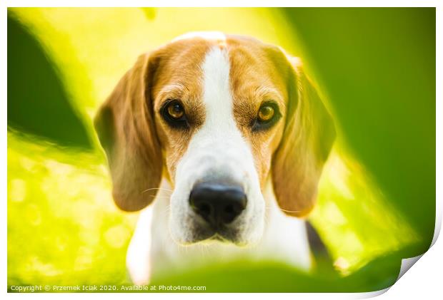 Portrait of Beagle dog between green leaves outdoors. Print by Przemek Iciak