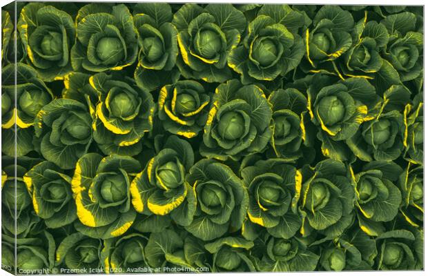 Sunset over a field of cabbage aerial view from ab Canvas Print by Przemek Iciak