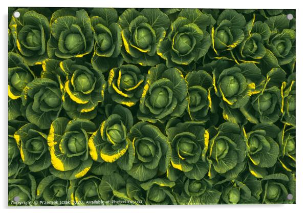 Sunset over a field of cabbage aerial view from ab Acrylic by Przemek Iciak