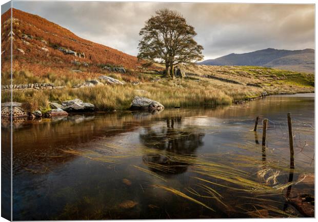 Llyn Dywarchen Canvas Print by Rory Trappe