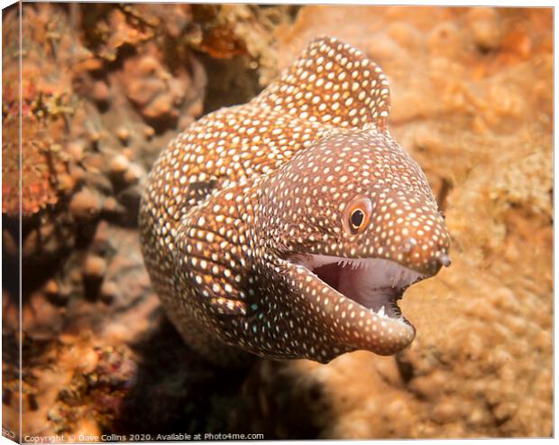 White Mouth Moray Eel, Bali, Indonesia Canvas Print by Dave Collins