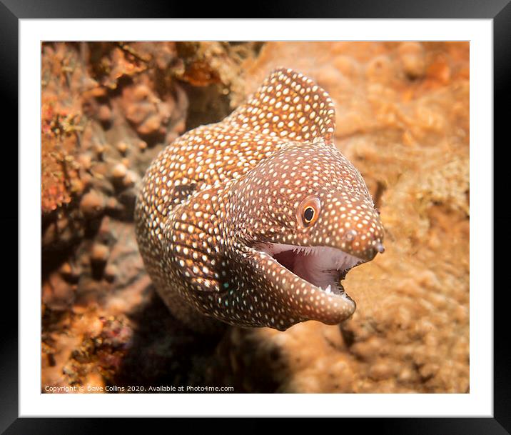 White Mouth Moray Eel, Bali, Indonesia Framed Mounted Print by Dave Collins