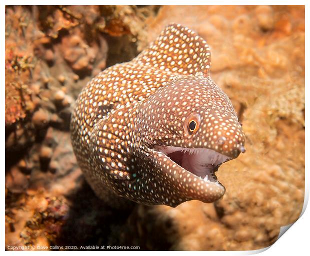 White Mouth Moray Eel, Bali, Indonesia Print by Dave Collins